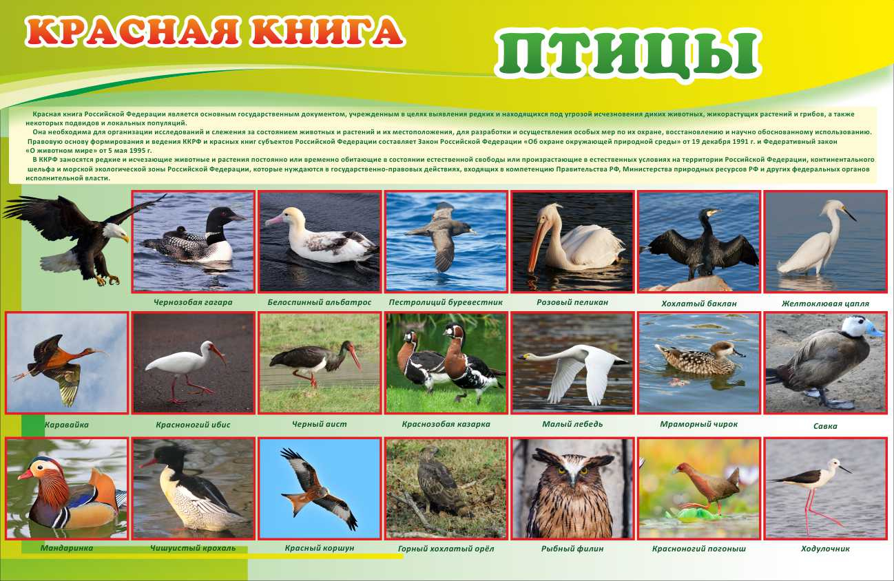 Красная книга Птицы