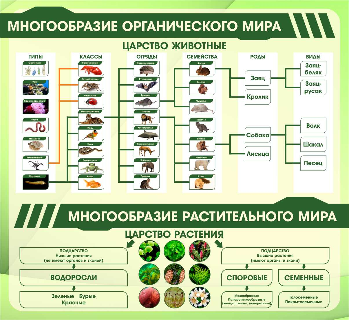 Стенд в кабинет биологии Царство животные Царство растения купить в  Новосибирске