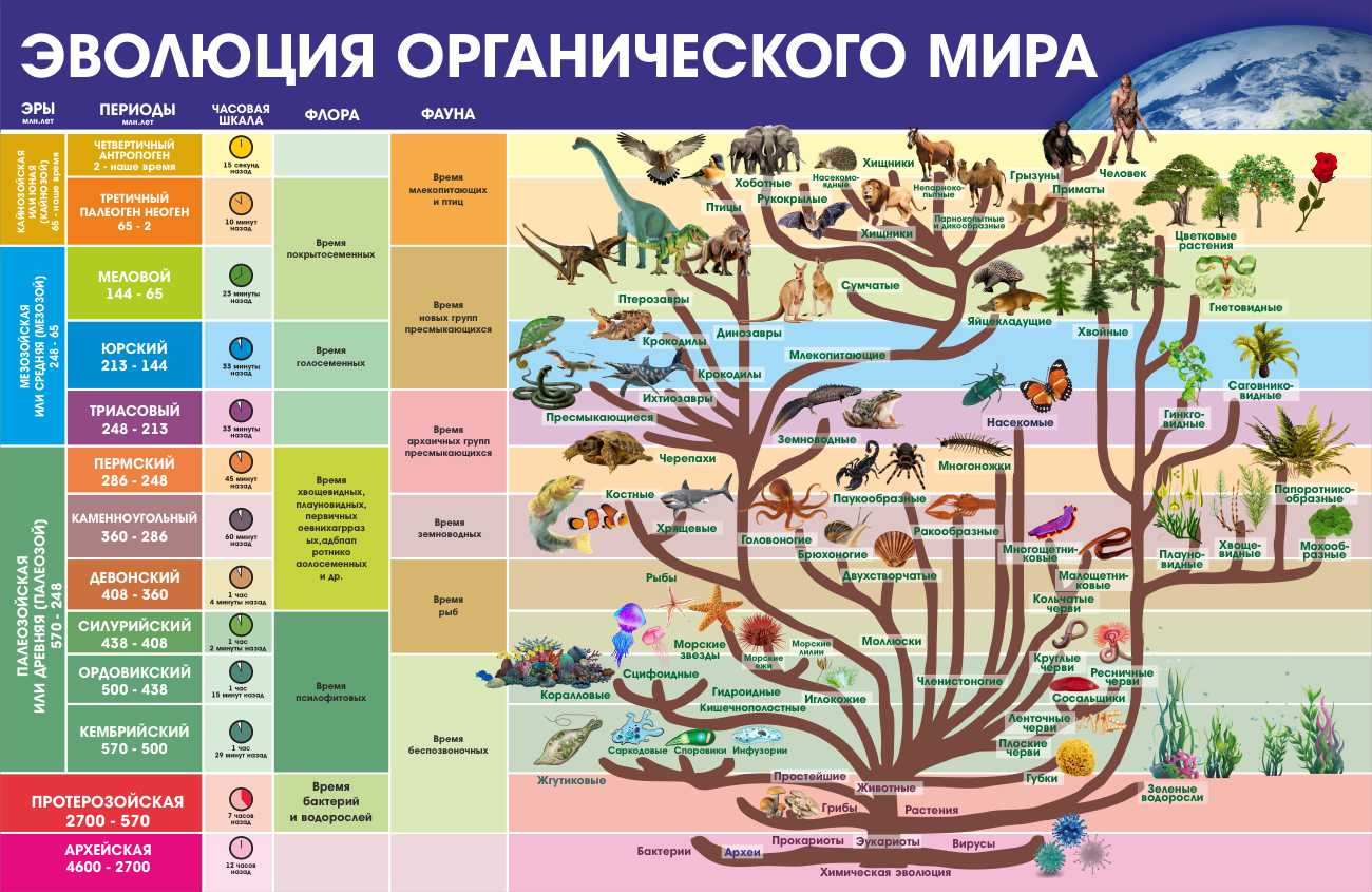 Информация стенд Эволюция органического мира